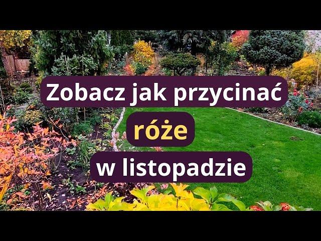 Jakie róże możemy przycinać jesienią, jak ciąć różne odmiany, co zrobić z różami pnącymi przed zimą