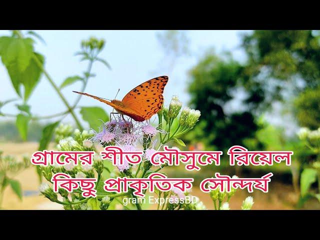 গ্রামের শীত মৌসুমে রিয়েল কিছু প্রাকৃতিক সৌন্দর্য gram ExpressBD