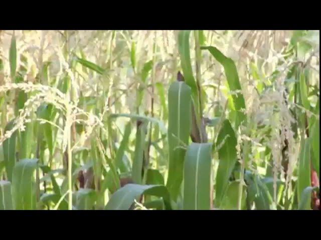 Farming in the Atacama Desert of Chile