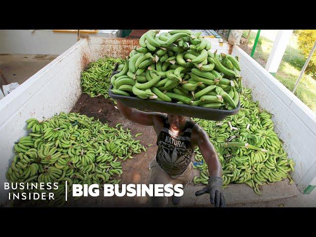 Why The World’s Most Popular Banana May Go Extinct | Big Business