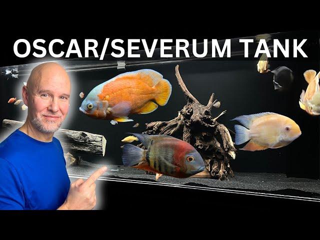 African Cichlids vs American Cichlids: The Showdown