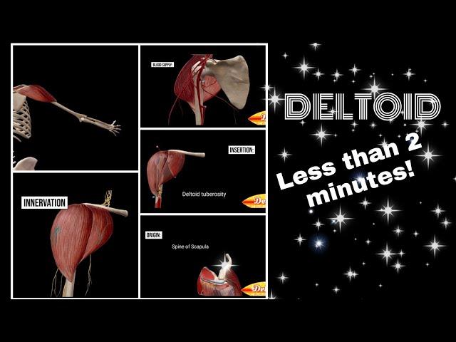 Deltoid Muscle Action 3D | Deltoid Anatomy