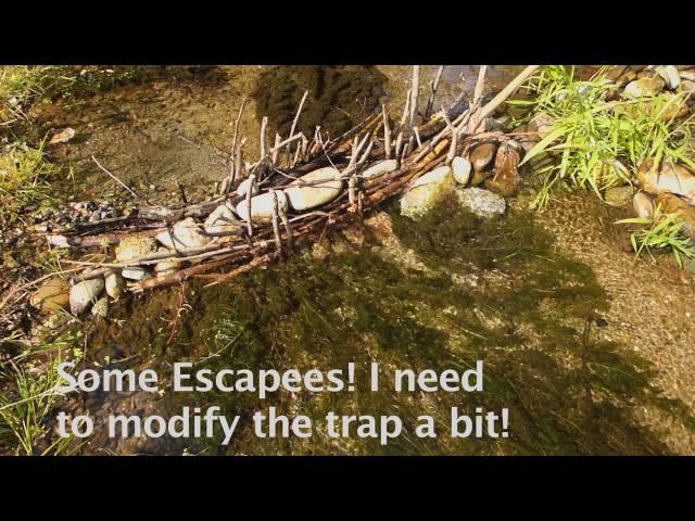 Fish Traps You Didn't Think Of!