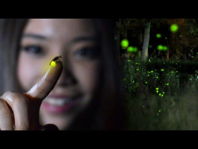 FIREFLIES Time Lapse - Lightning Bugs at Twilight