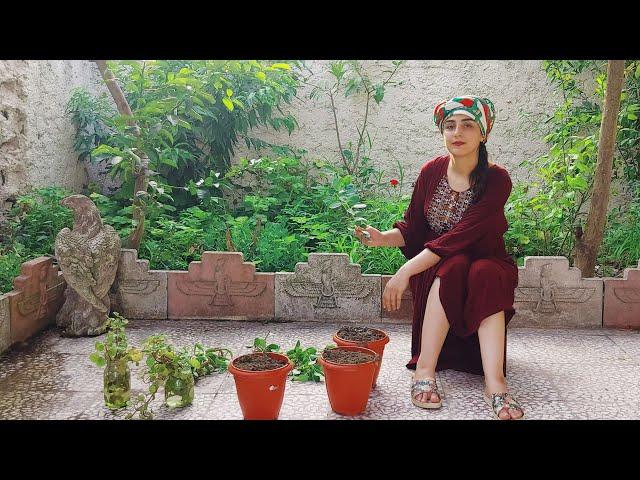 Beautiful Iranian girl. Cooking a simple chicken in the village with the hands of a village girl️