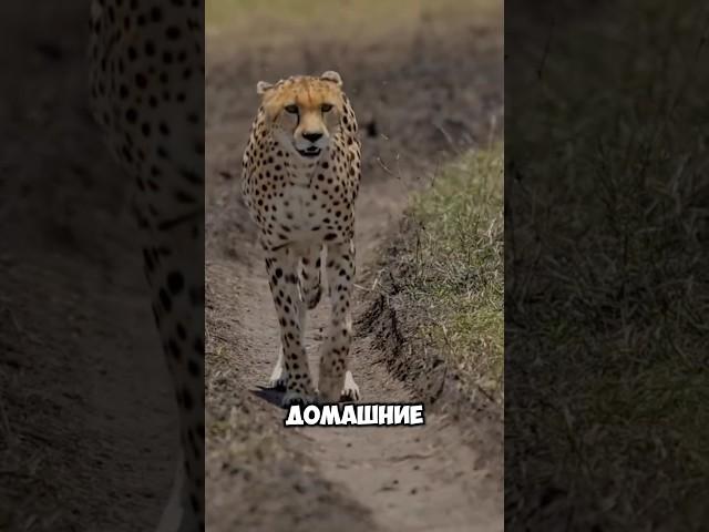 Животные которые звучат иначе #животные #шортс #топ