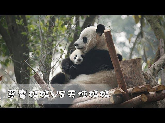 《熊貓主題趴》惡魔媽媽VS天使媽媽 | iPanda熊貓頻道