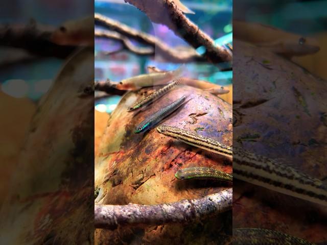 #goby #fish 