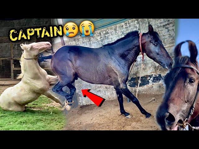 (STALLION COMMANDO V/S COLT CAPTAIN) ITNE Din Baad CAPTAIN Se Mila Lekin Commando Ke Cage Mai 