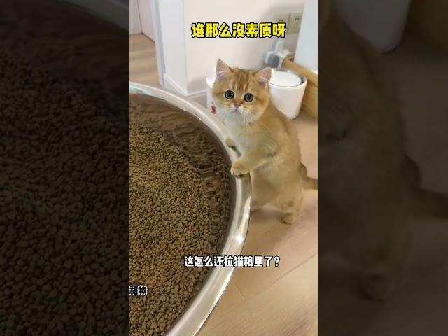 【牛奶是只猫】12只猫十天能拉多少粑粑？？