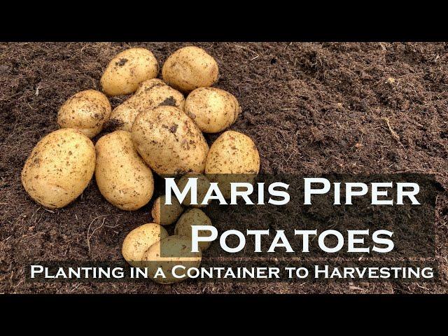 Maris Piper Potatoes | Planting in a container to Harvesting