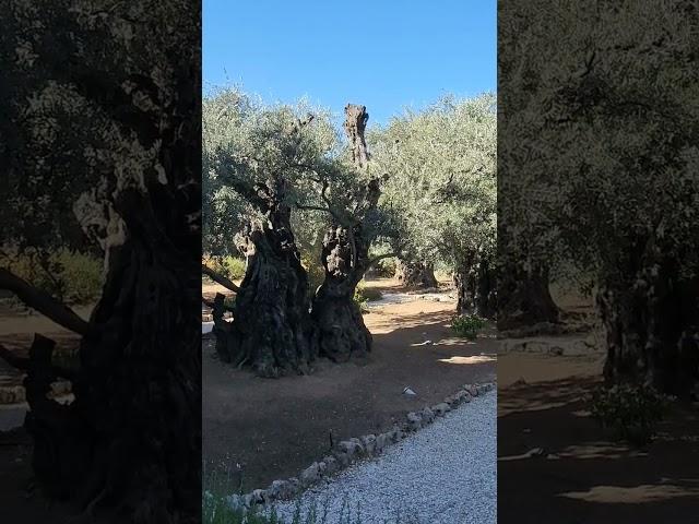 Gethsemane: The Ancient Trees That Witnessed Jesus' Final Hours #israel #jerusalem #jesus #travel