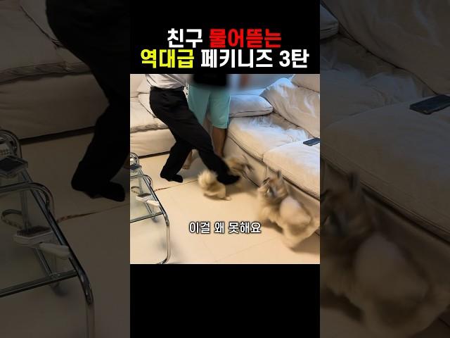 친구에게 시비걸고 싸우는 강아지 행동교정법 3탄