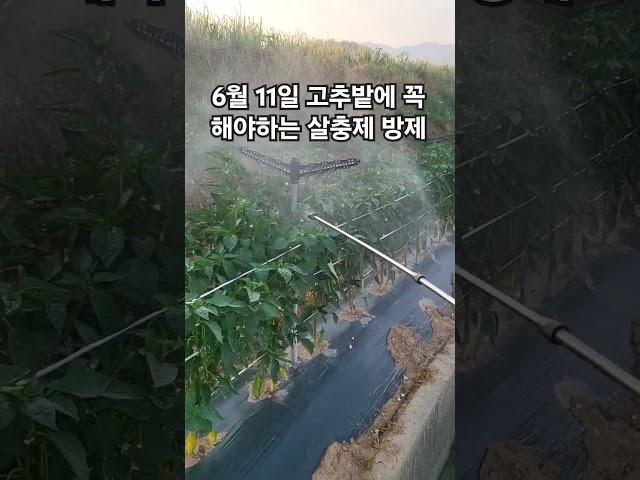 6월 11일 고추밭에 꼭 해야하는 살충제 방제