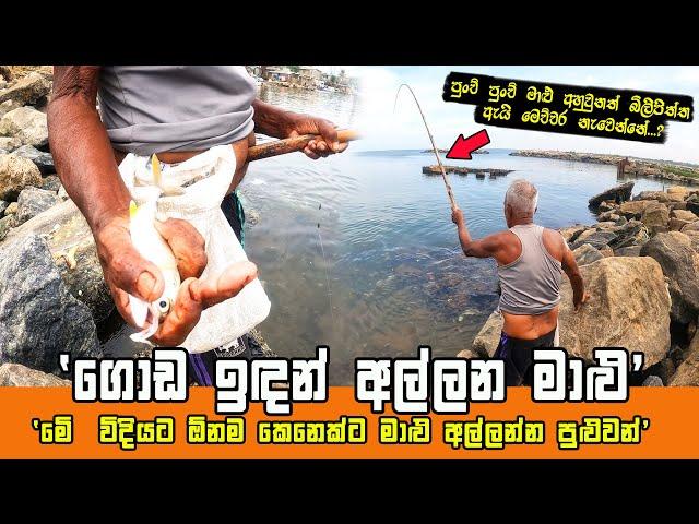 GRANDPA CATCHING FISH IN FISHING ROD | LAND BASED FISHING IN SRI LANKA