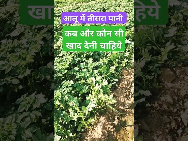 आलू में तीसरा पानी कब और कौन सी खाद व दवा देनी चाहिए #aajkaaalubhav #aalukikheti #farming #agricultu