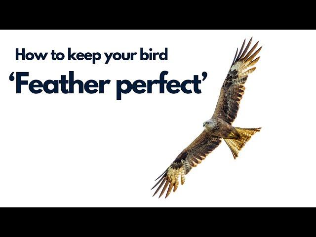 How to avoid your bird of prey breaking feathers  - Falconry advice