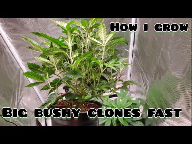 2x2 Grow Tent How To Grow Big Bushy Clones Fast using the TS1000, Day 25