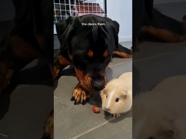 Rottweiler Thinks Guinea Pigs Are Her Babies ️ | The Dodo