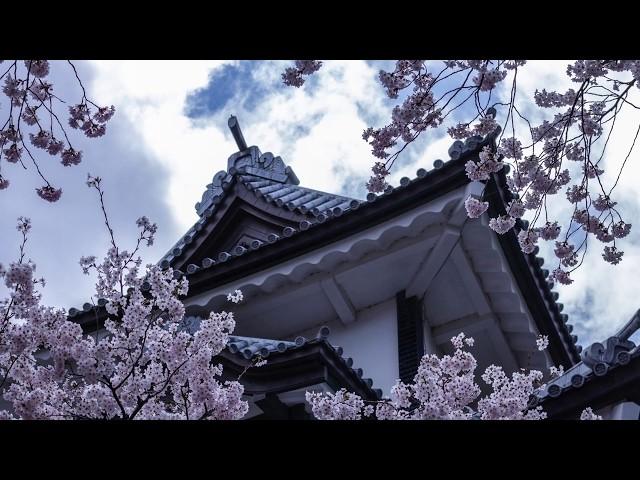 樱花 さくら Sakura  Japanese folk song 日本民谣  尺八演奏者：长谷川 将山 Hasegawa Shozan；选自瑞鸣音乐_____全球音乐大奖获奖音乐专辑：《荒城之月》