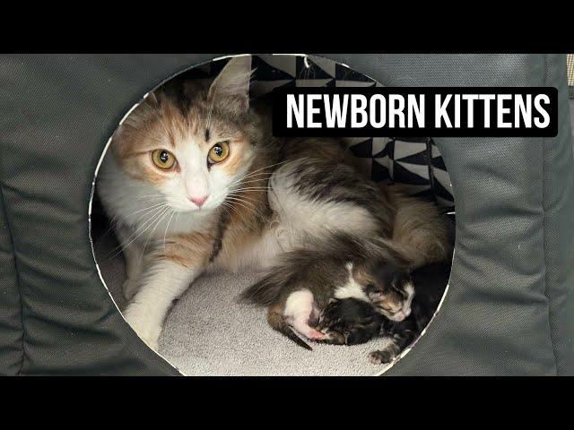 New Kittens and an MRI - Adventuring Big Family of 12