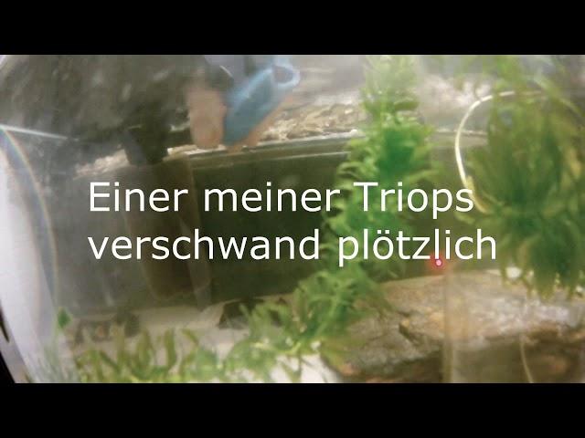 Triops züchten Tutorial