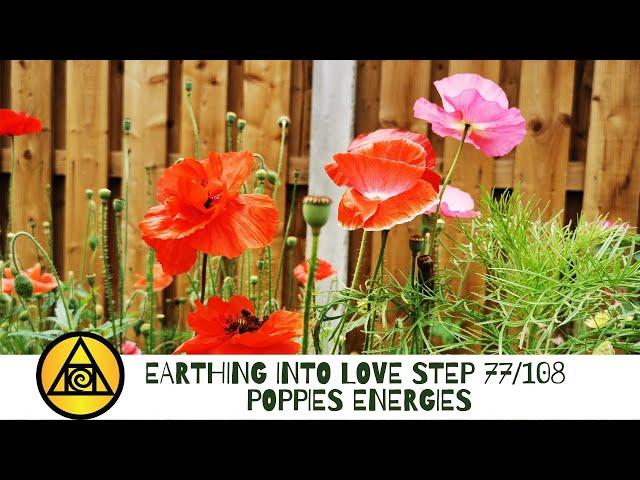 Step 77/108 POPPIES ENERGIES, Earthing into Love