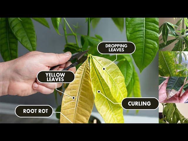 5 Money tree plant Problems & Solutions