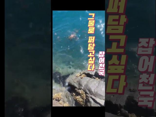 잡어천국 #낚시 #바다 #힐링#fish #fishing