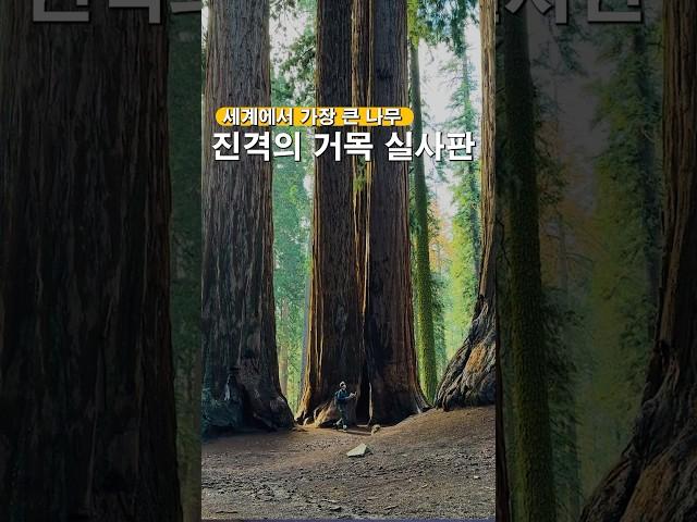 진격의 거목 실사판! 세상에서 제일 큰 나무가 있는 곳 #세계여행