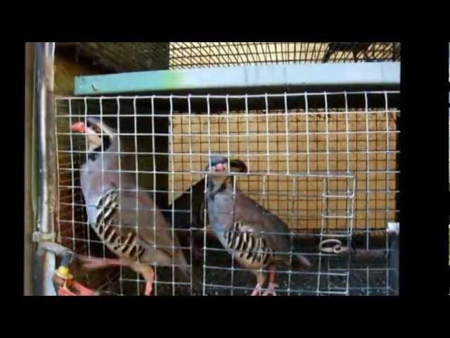 Breeding Partridges & Quails