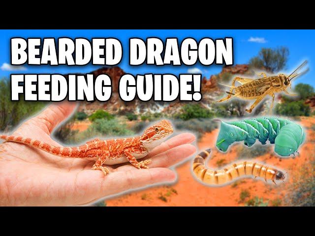 What Do Bearded Dragons Eat? Ultimate Bearded Dragon Feeding Guide!