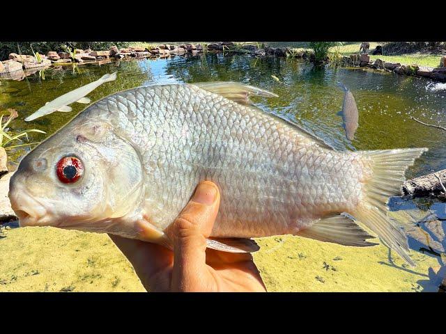 The Largest Fish I've Ever Fed! (Will the Gar Eat it?)