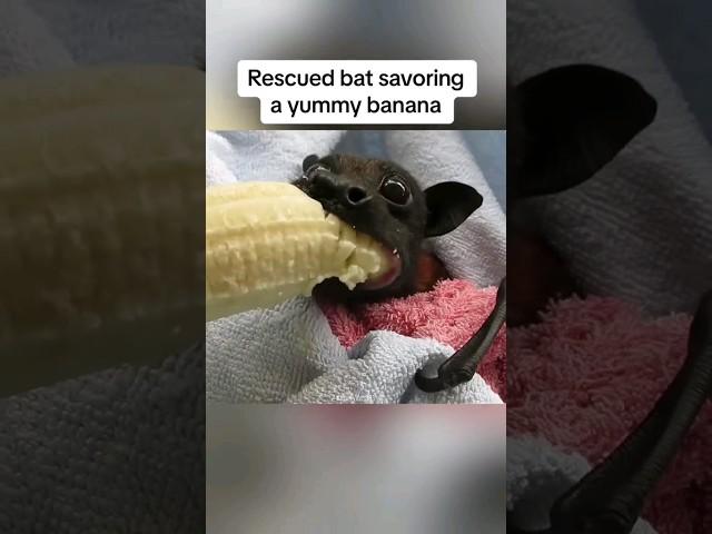 Rescued Bat Delights in Banana Snack :v Rescued Bat Eating A Banana :v [Video By: @animalvibes365]:v