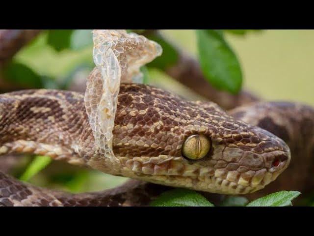 GAMBA LA NYOKA || Dawa kali ya kinga ya mwili, nyumba, shamba dhidi ya wachawi, wezi au majambazi.