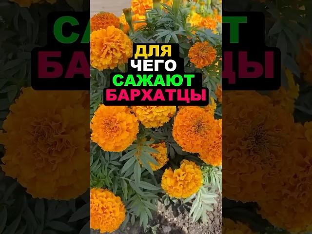 Вот для чего сажают бархатцы #цветы #огород #секреты #бархатцы #сад