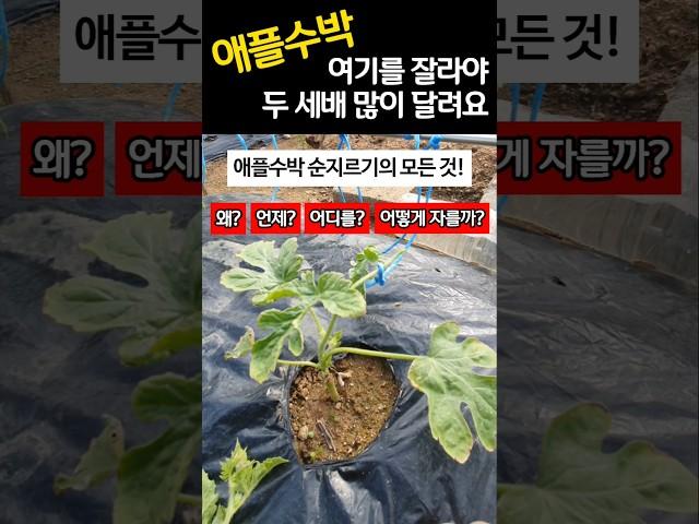 애플수박 여기를 잘라야 두세배로 많이 달립니다 순지르기 총정리