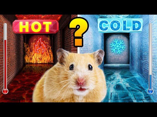 Hot vs Cold Maze For Hamster ️ DIY Maze Challenge