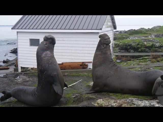 Elephant Seal Battle for the right to mate