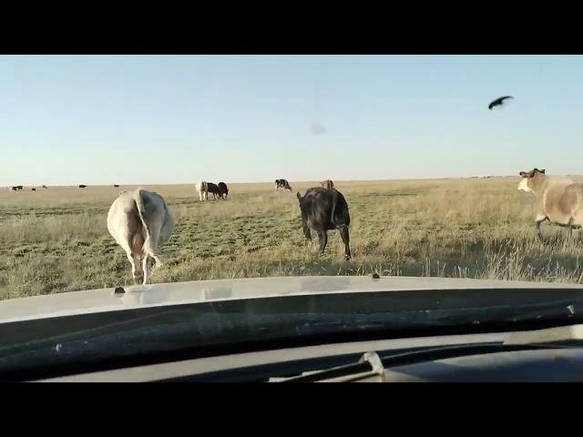 Быки Обрак и Герефорд пришли в гости.