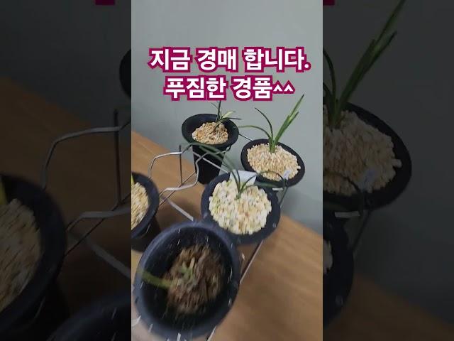 푸짐한 경품 지금  놀러오세요 경매 중