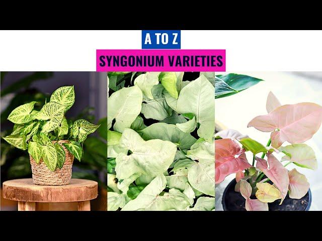 Syngonium Varieties A to Z