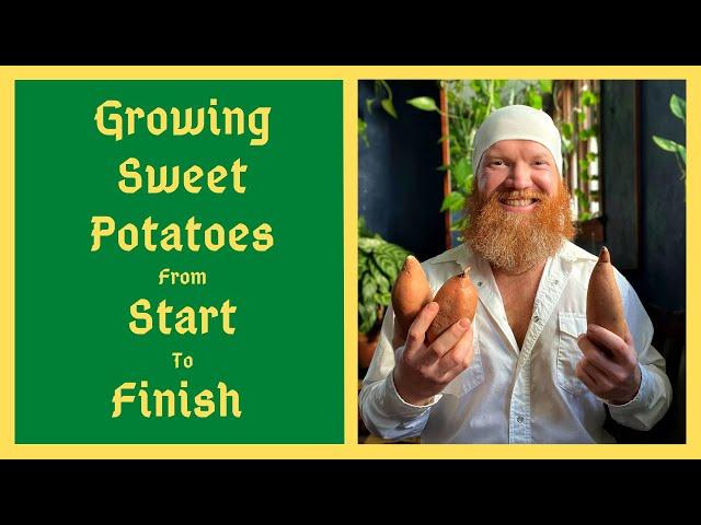 The Ultimate Food Security Crop - How To Grow Sweet Potatoes Almost Anywhere