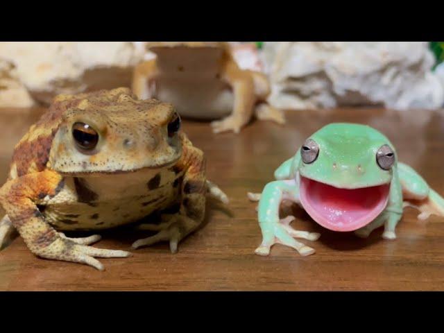 You are slow！Frog make fun of toad（australian green tree frog,Japanese tree frog,amazon milk frog）