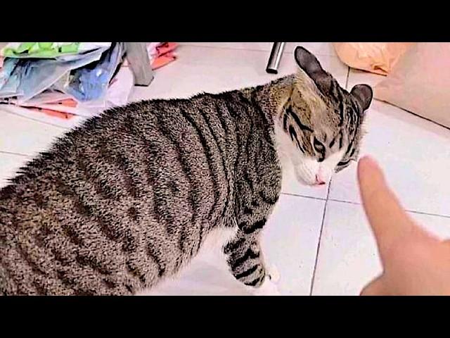 Funny Cat Videos 2024  Cats Funny Videos − Funny Cats