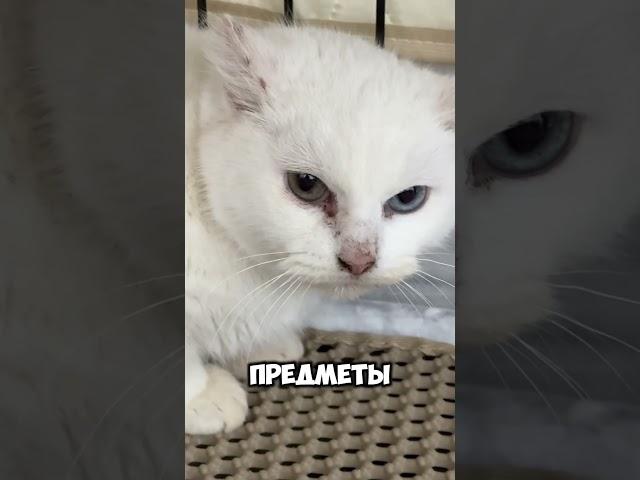Айдан️ Кошка в Москве  По вопросам укотовления переходите по ссылке в шапке профиля 