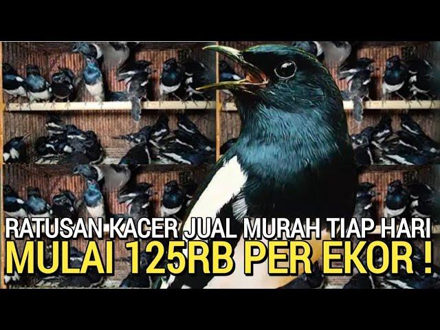 UPDATE HARGA ! KACER MURAH MULAI 125RB BEBAS PILIH DI PASAR BURUNG PRAMUKA KIOS ARIS