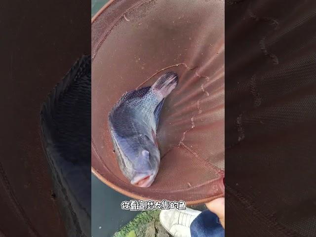 【池釣小劇場系列EP3】你興高彩烈的跟朋友說買了什麼新池釣用品,結果他的反應讓你無言