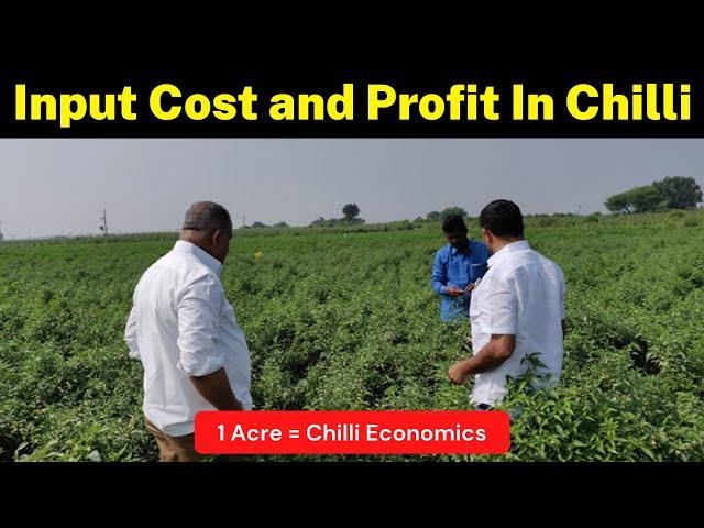 Total Input Cost and Profit In Chilli Cultivation (1 Acre) | Chilli Farming | Krishi Network