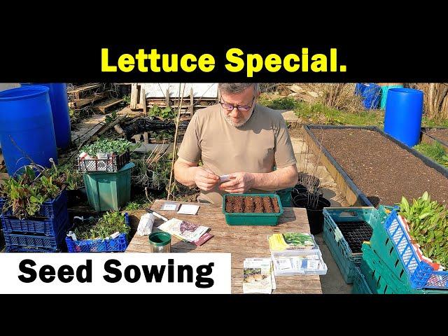 Lettuce Special | Sowing Lettuce Seeds | How I grow Lettuce | Grow All Year | Green Side Up